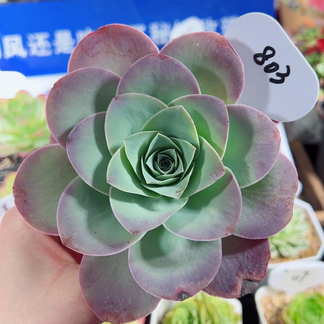 803紫山地。       多肉玫瑰