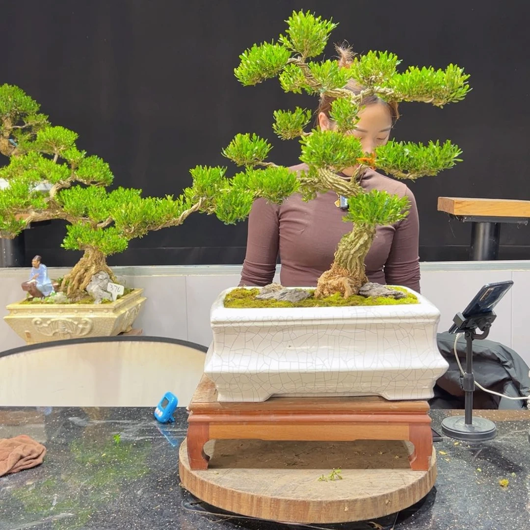 四季常青老桩黄杨盆景