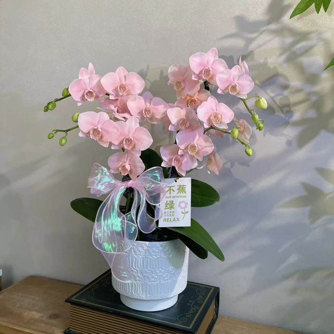 蝴蝶兰《水蜜桃》梦幻色系 稀缺喷色工艺苗好好养活  基地直发