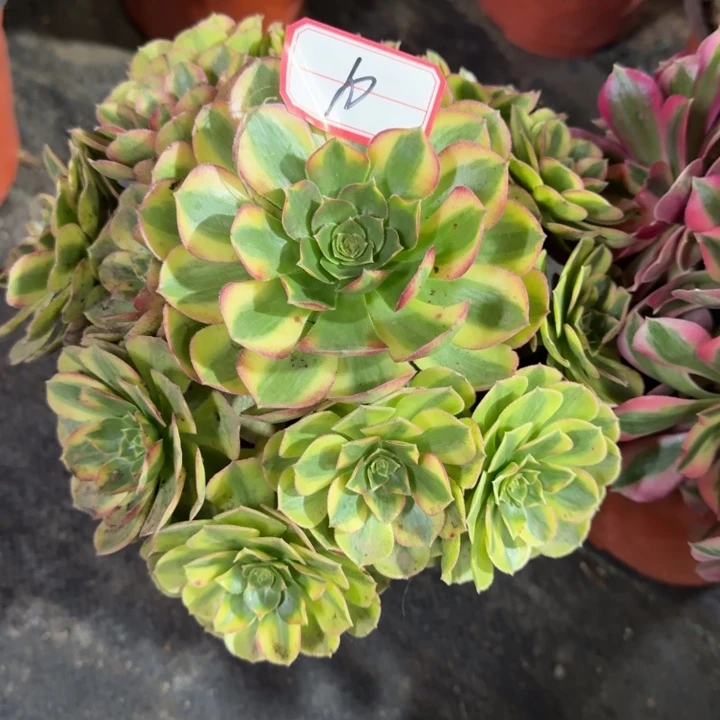 10号雨荷法师多肉植物