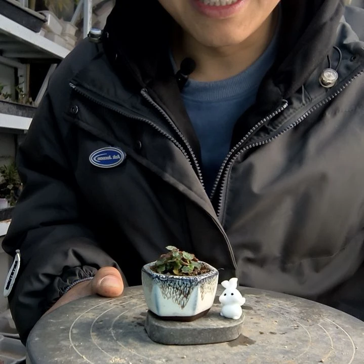 莹小盆景小植物一物一拍251