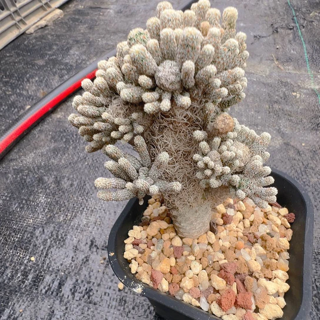 长城丸侧芽自根裸根发货,有可能会掉侧芽