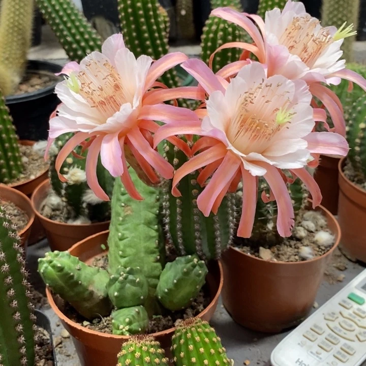 进口金妞金1侧芽一个
