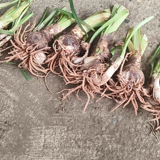 完全开放梦幻5-6带侧