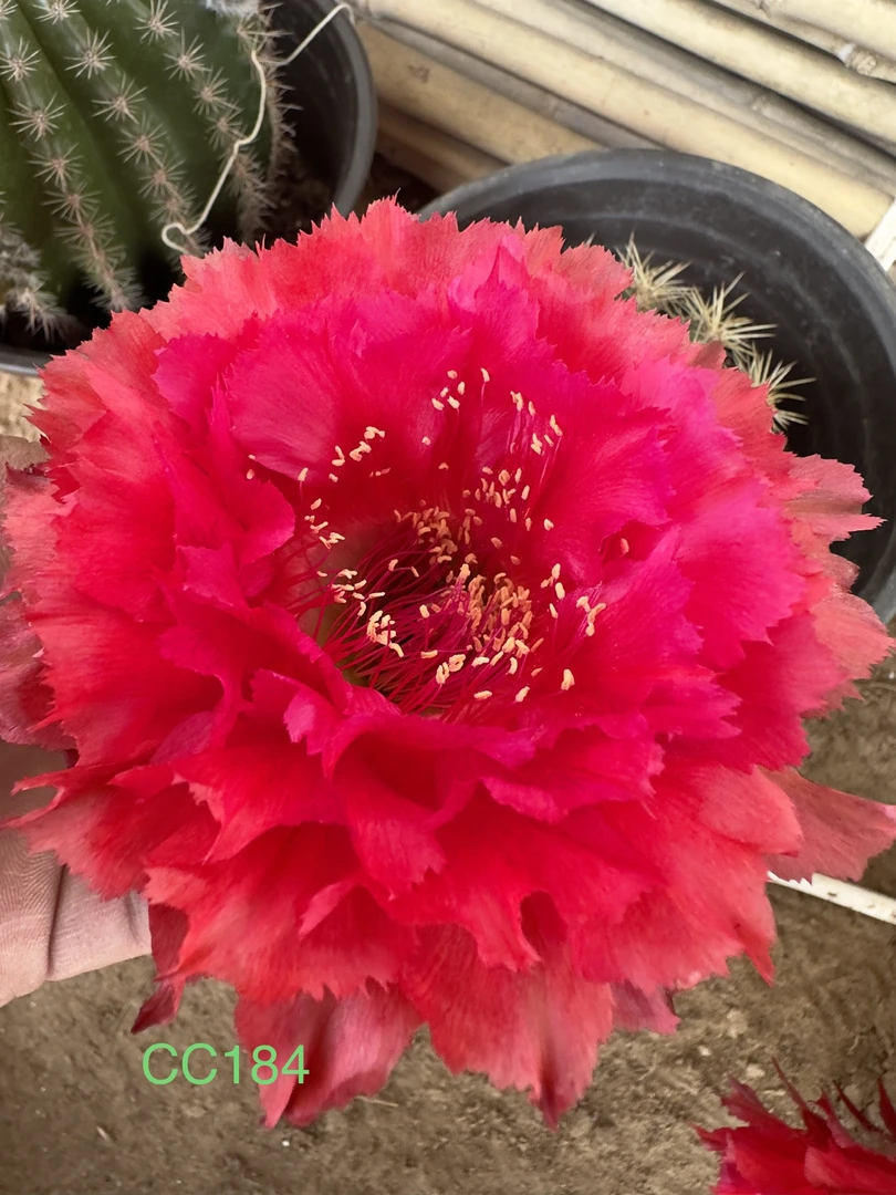 彩草无根侧芽歪CC184号