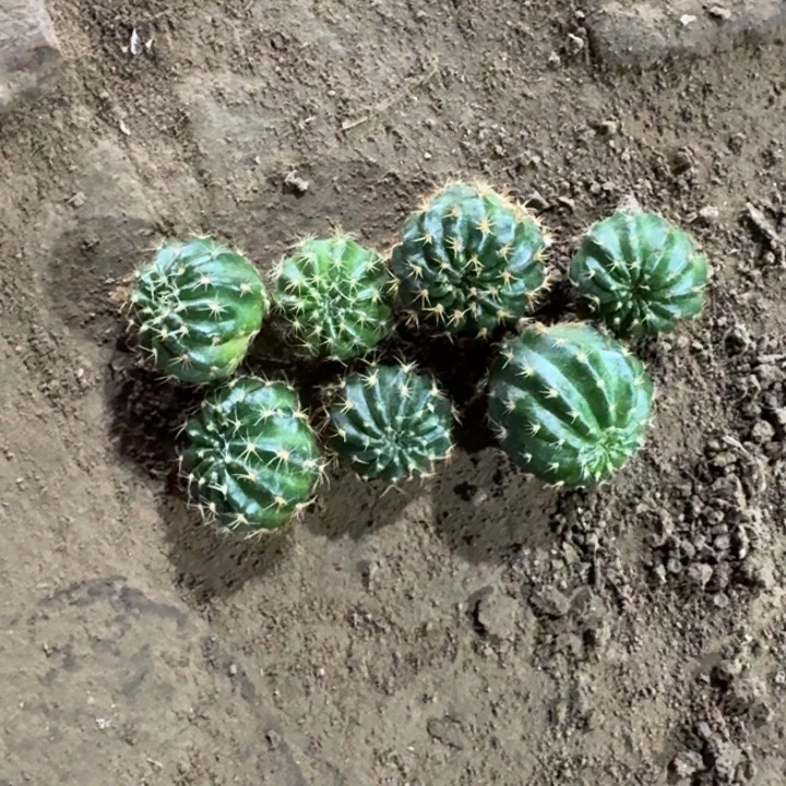 212新品丽花歪3公分左右无根侧牙，20包邮