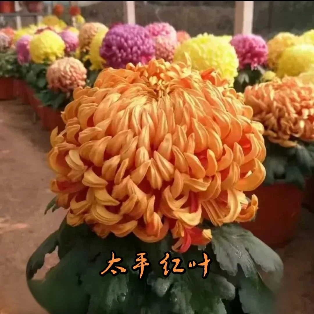【太平红叶】菊花九月菊带花苞发货