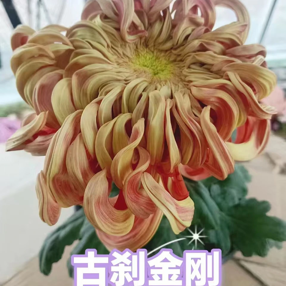 （古刹金刚）九月菊盆栽大花室内外阳台可种植