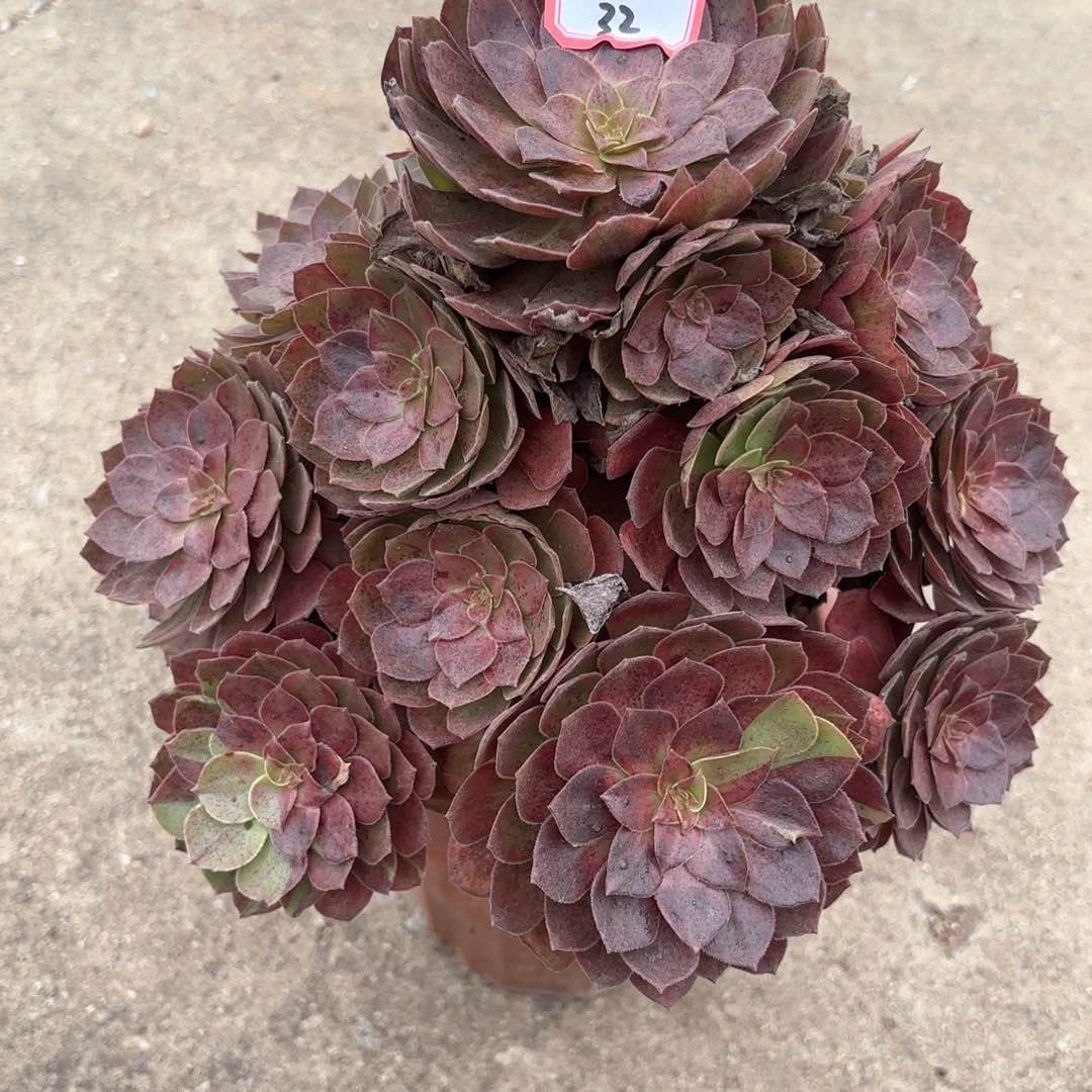 全部花朵32万灰多肉植物