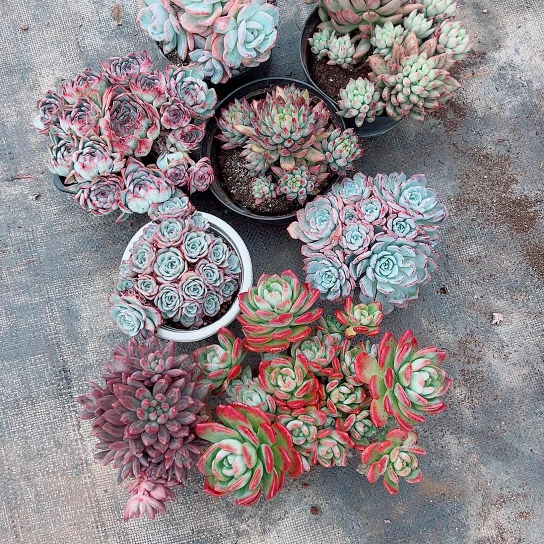 ****~8颗一起，一物一拍