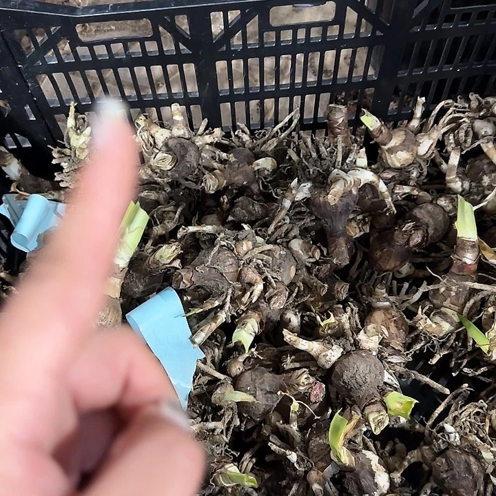 3.5公分12单衣带测芽