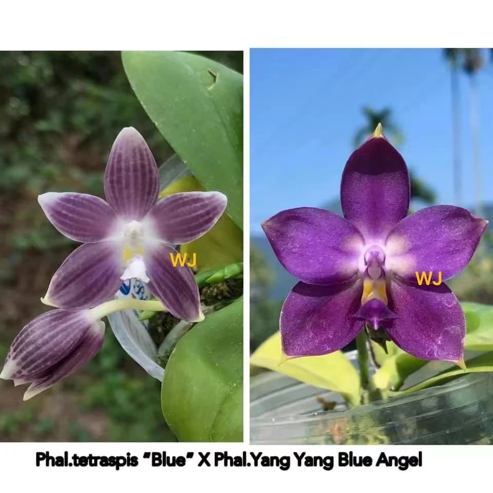 2.5寸 WJ842 蓝盾交洋洋蓝天使-苗【梗/花不包损】叶瑕  原生趣味兰