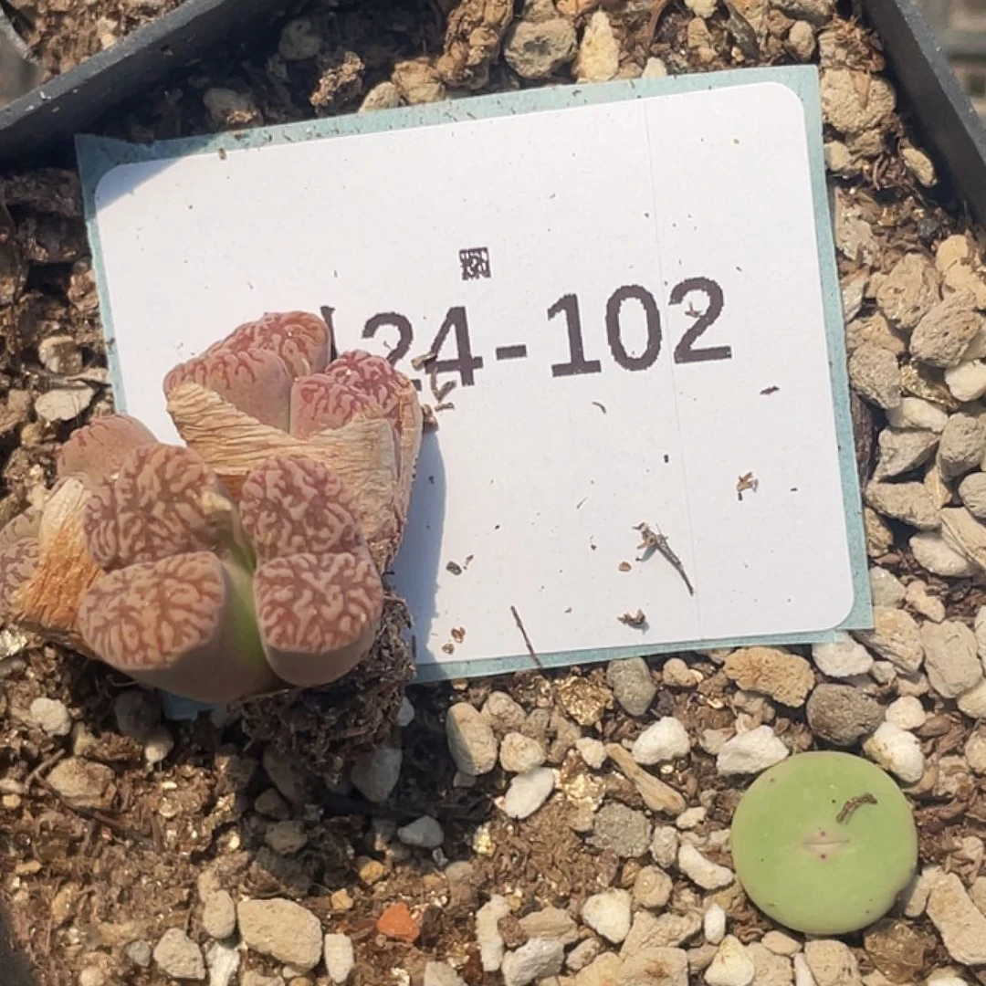 一****）24-102肉锥多肉植物