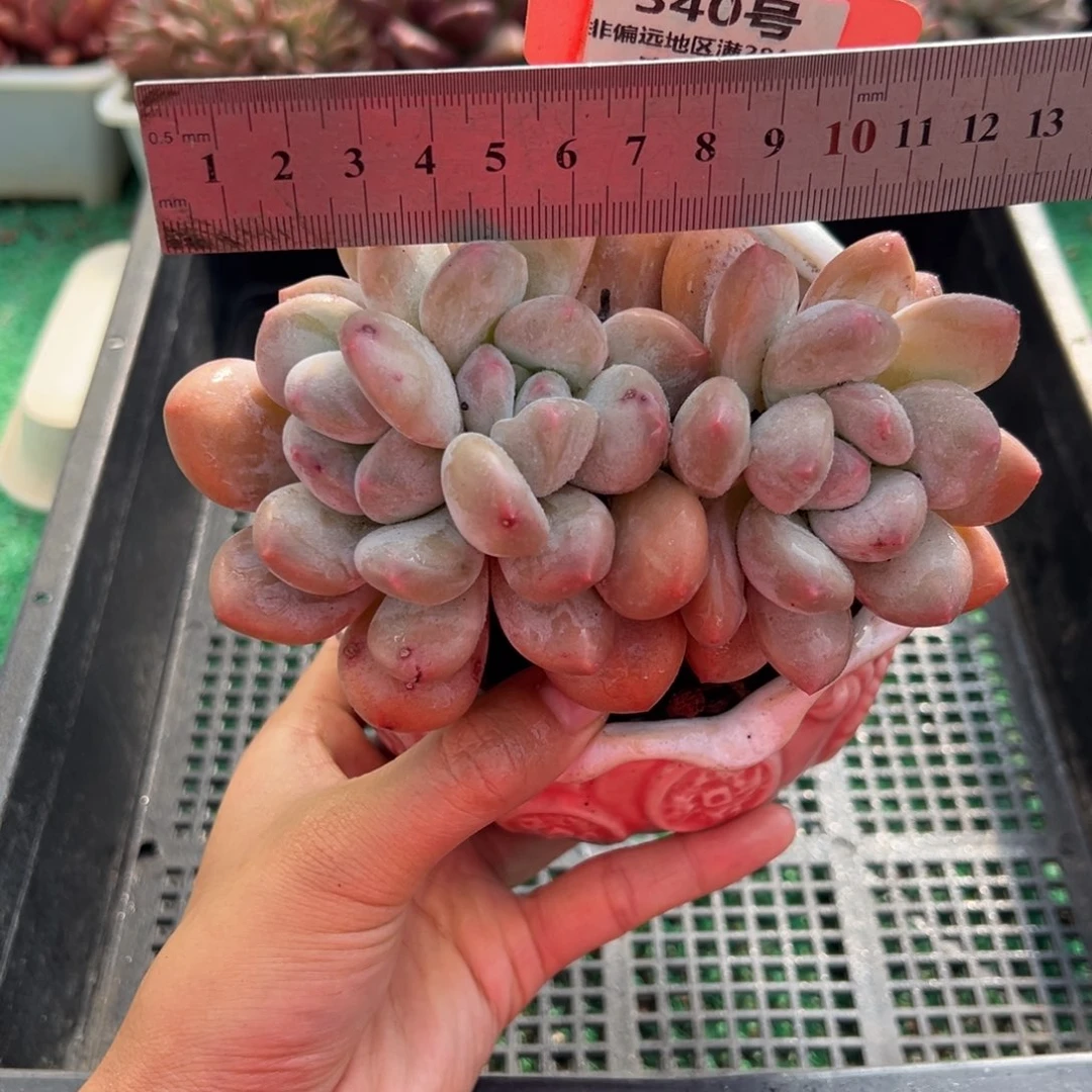 表妹精品多肉植物340.