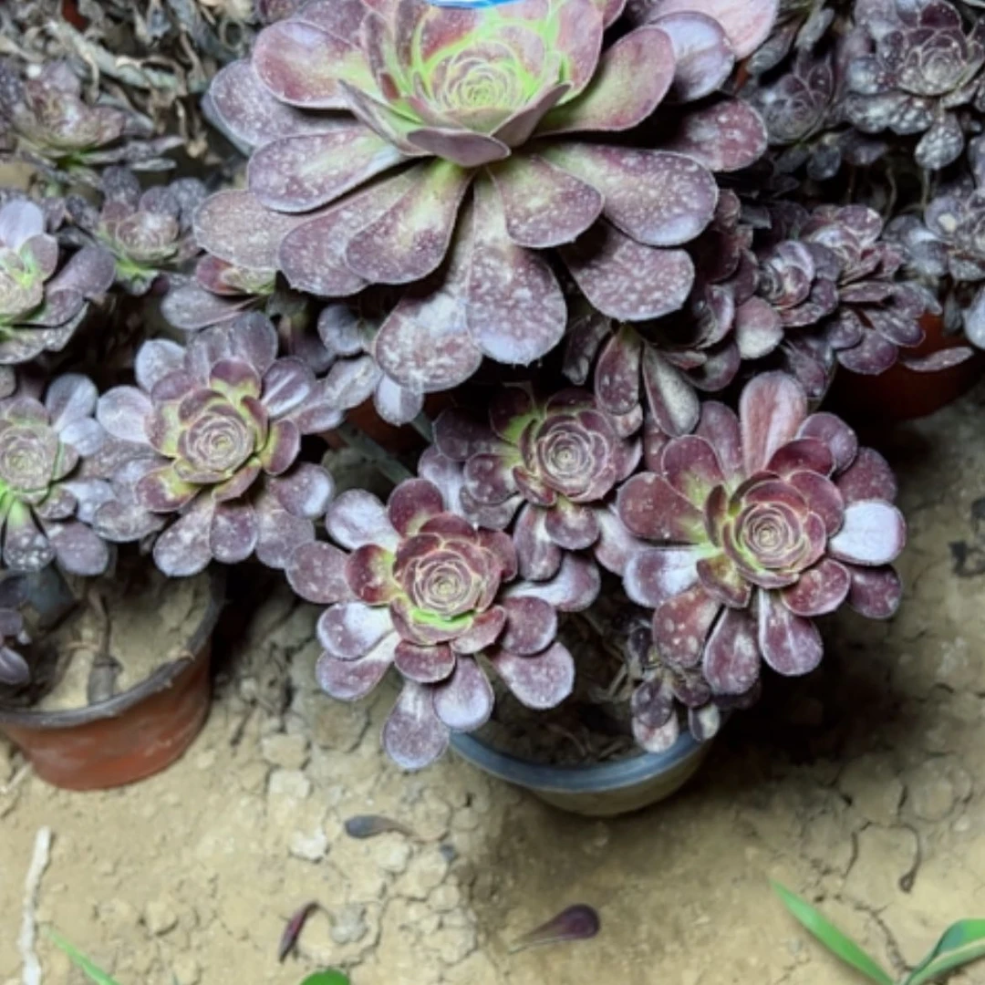 【闪购商品】多肉植物黑圆叶62