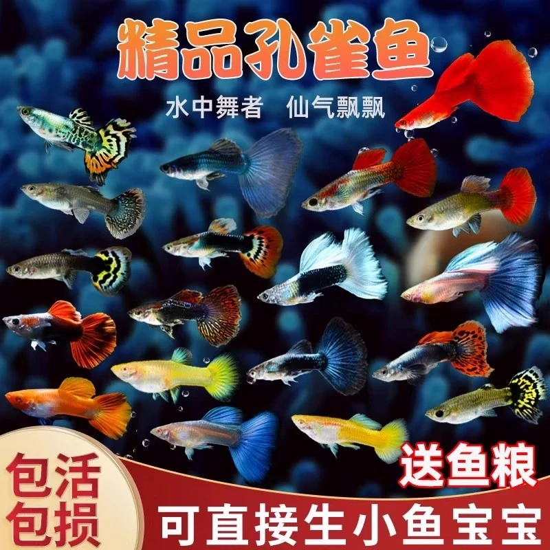 凤尾胎生鱼苗观赏鱼小鱼热带小型活体鱼淡水好养耐活精品活鱼