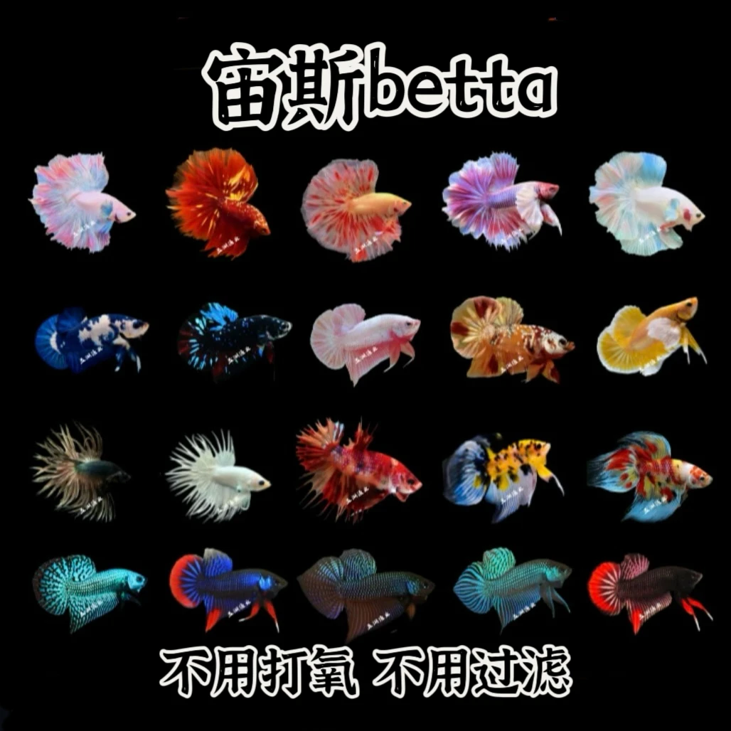 【宙斯betta】301~350号泰国斗鱼观赏鱼