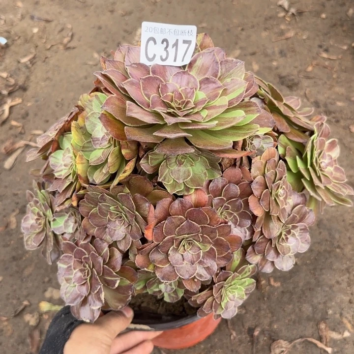 花月夜……多肉植物……