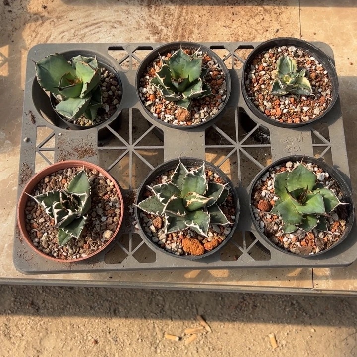 新手福利套餐仁王冠6个一组