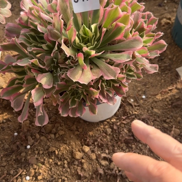 3476白凤清棚处理不包断枝