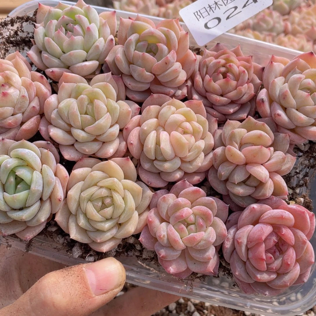 多肉植物多肉植物24