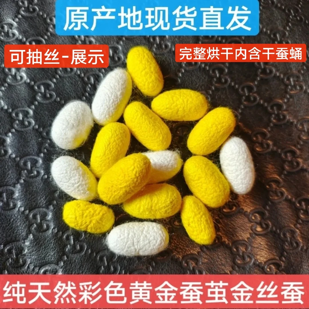 手工蚕丝扇制作蚕茧完整未开口干茧抽丝剥茧天然蚕茧金色白色