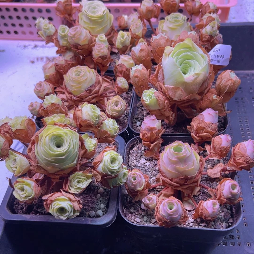 870 裸根不带土发货不包损