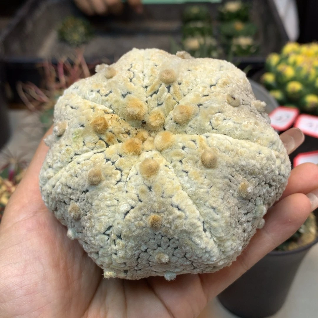 45号 苗接浓白海星兜8.5公分 无根