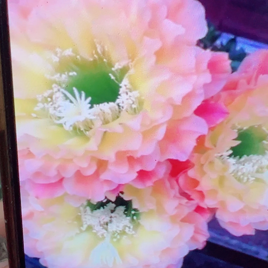 毛花柱 倾城之恋 侧芽