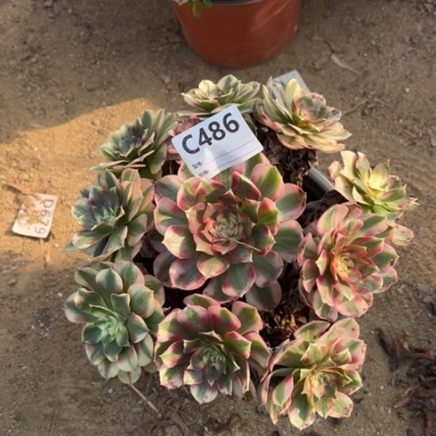 唯***依多肉植物倾成一个