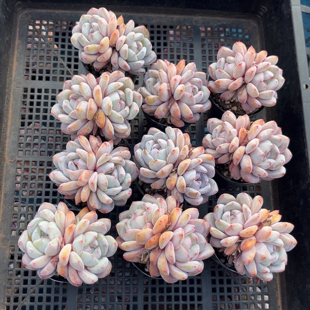 带盆发  731号新疆西藏内蒙古不包邮