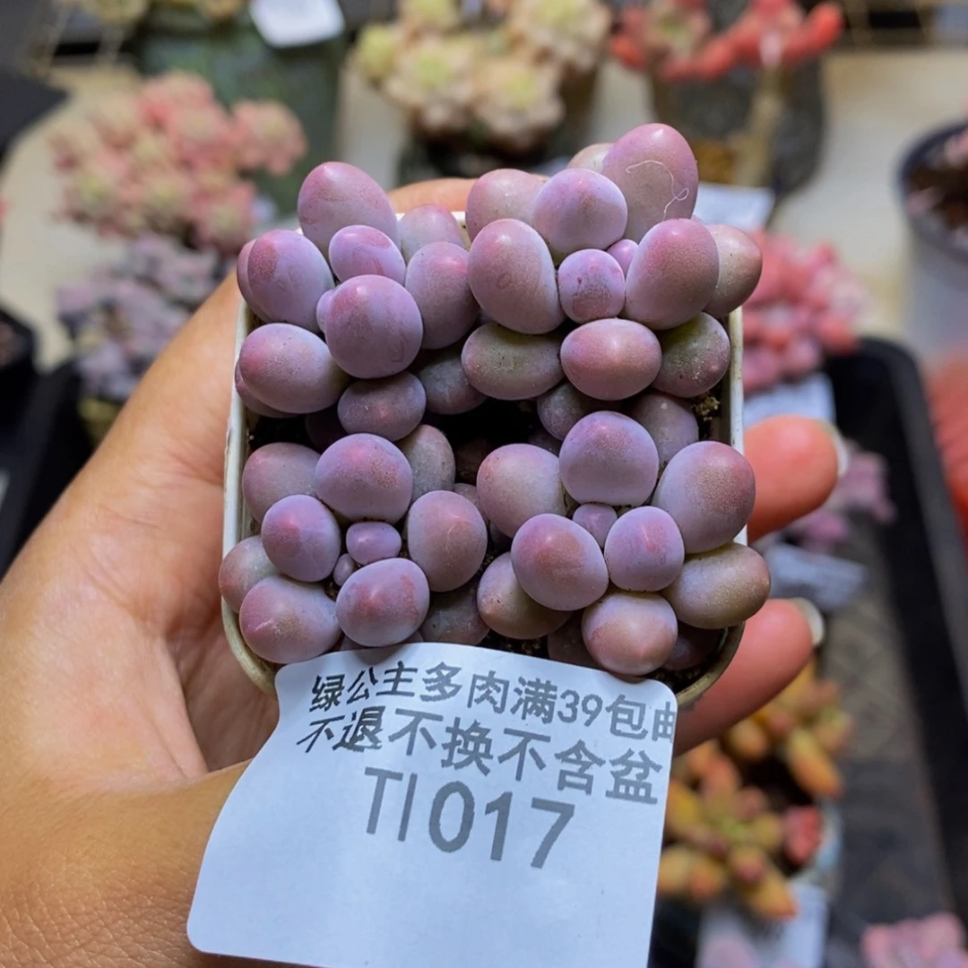 017粉泡泡四颗1.5cm