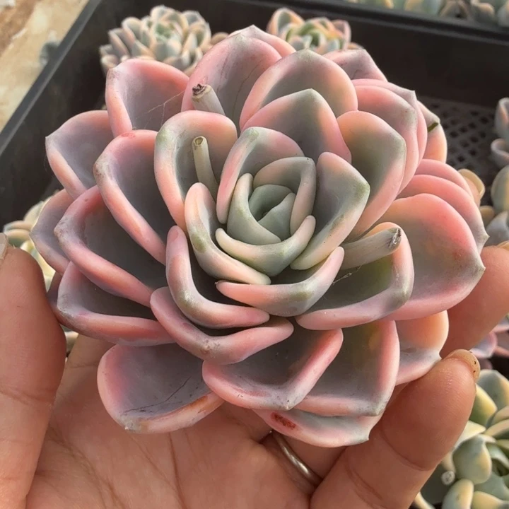 美尻锦 腹轮锦主头