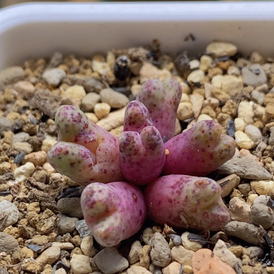 青蛙955斑马一颗