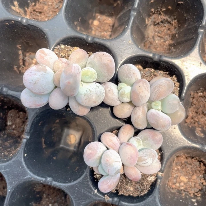 蛋黄奶大双头随机发3颗