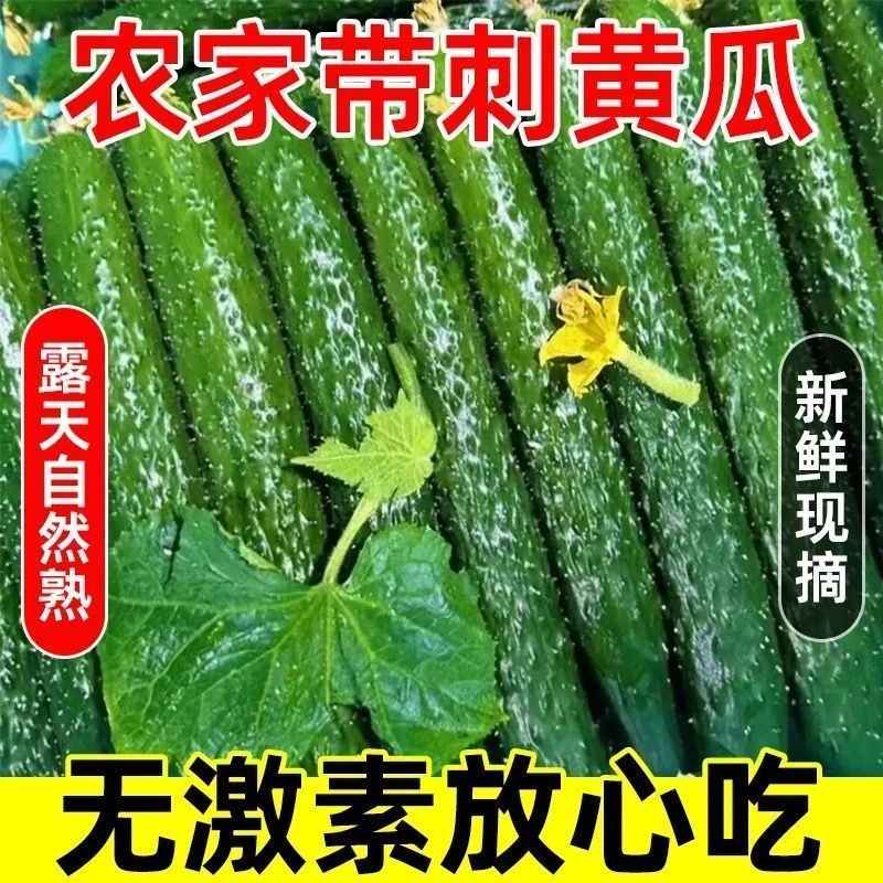 农家水黄瓜新鲜带刺绿瓤黄瓜现摘当季可生吃凉拌应季蔬菜整箱包邮