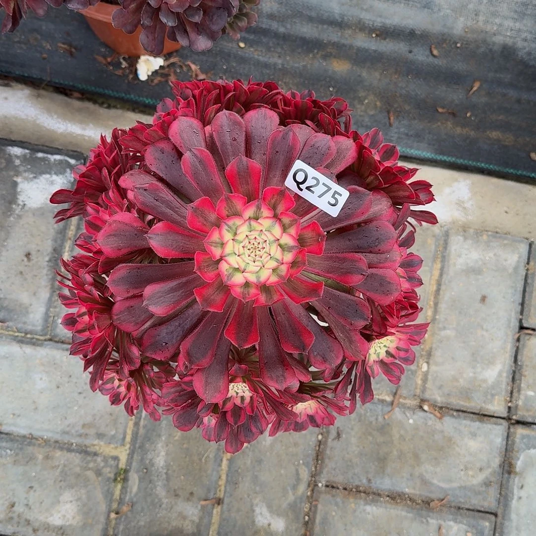 275红铜白44冠服25左右