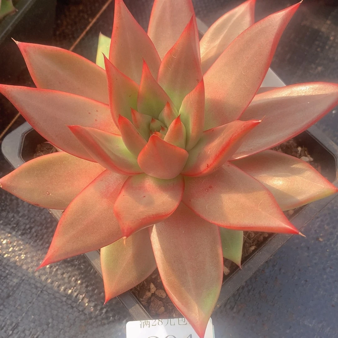 【闪购商品】云204号