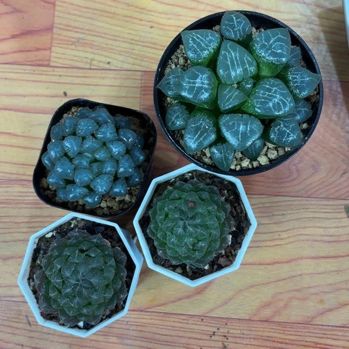四颗组合+一包土