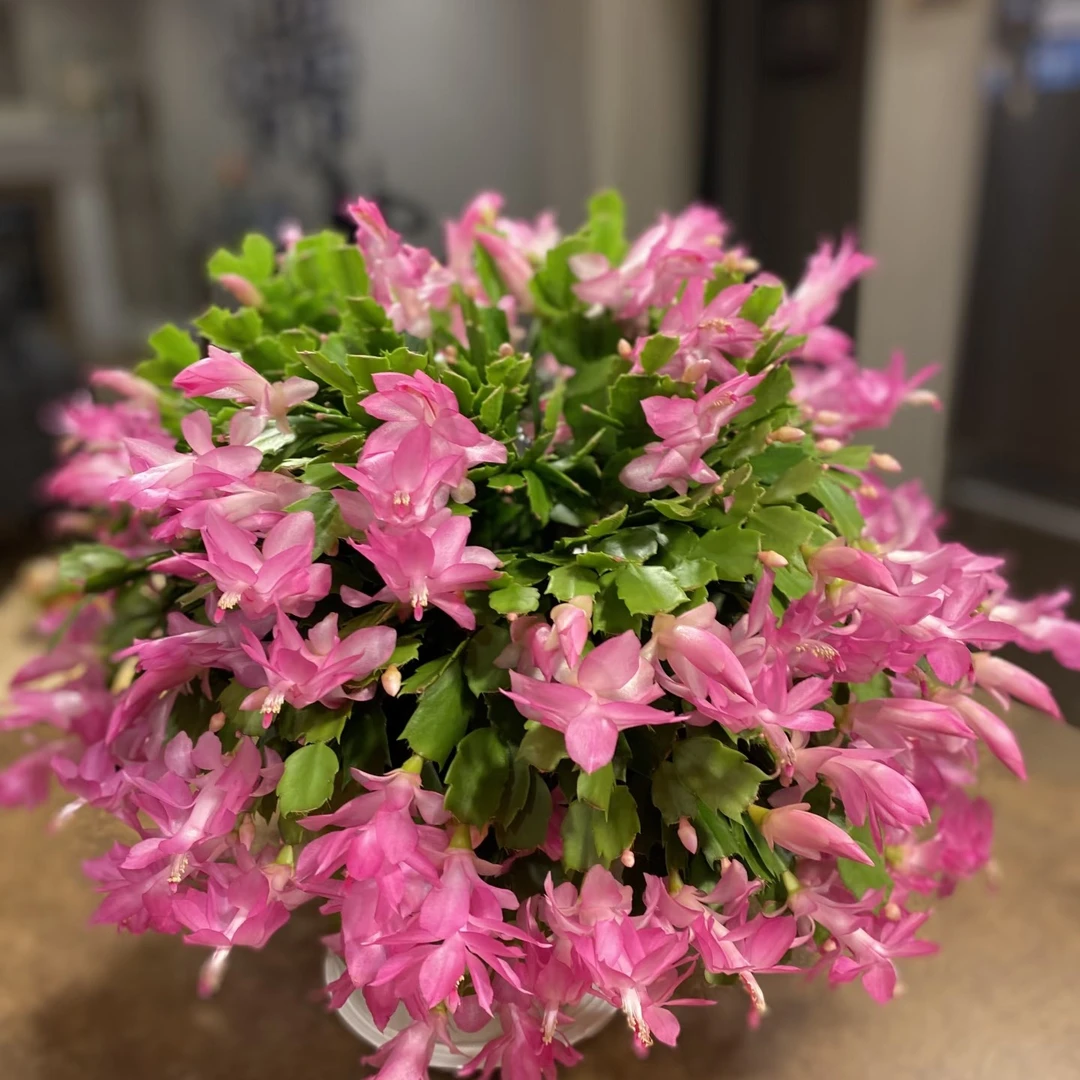 带花苞多色蟹爪兰盆栽室内花卉四季开花好养活桌面适合植物绿植