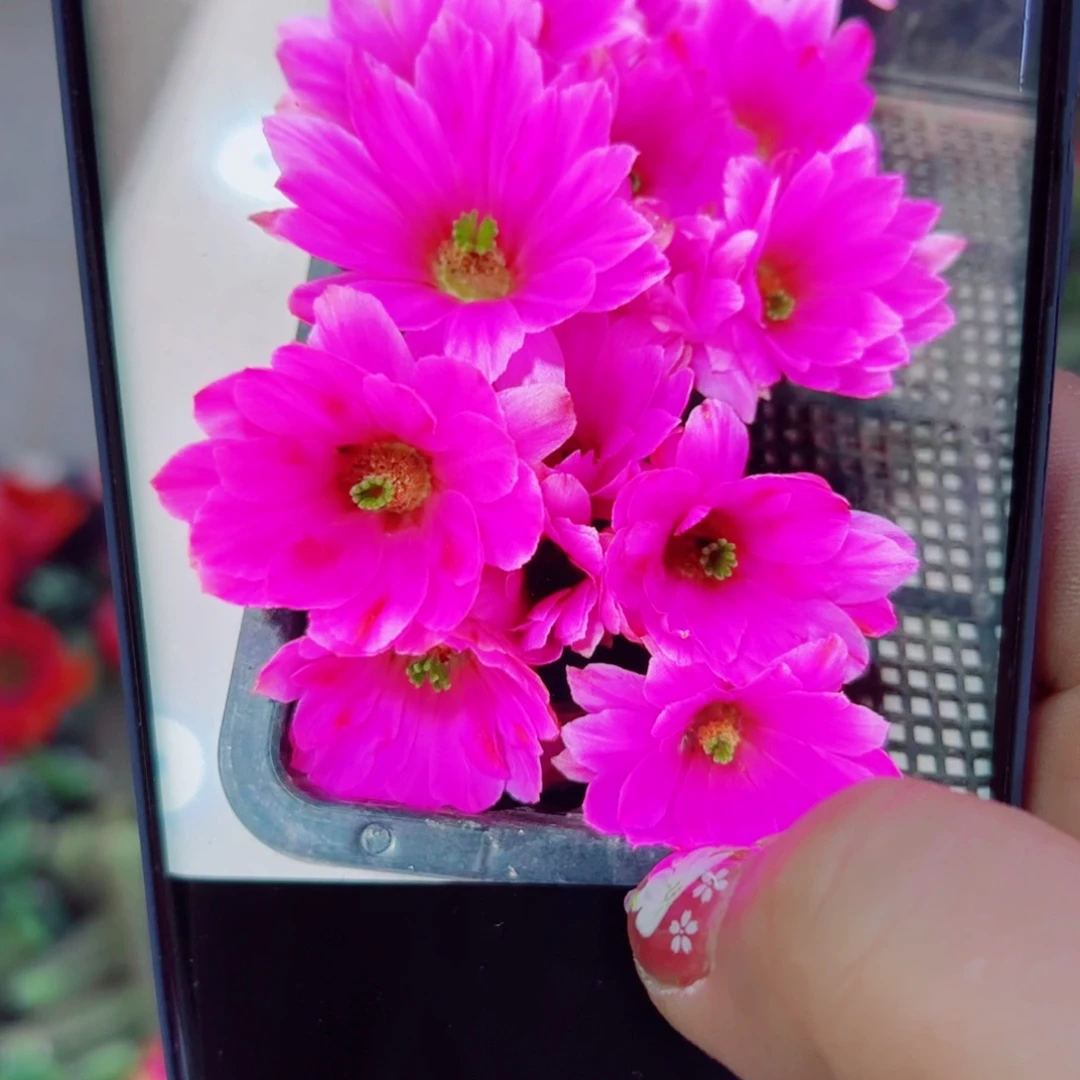 下85粉色水仙2个软无根侧芽3公分左右左右