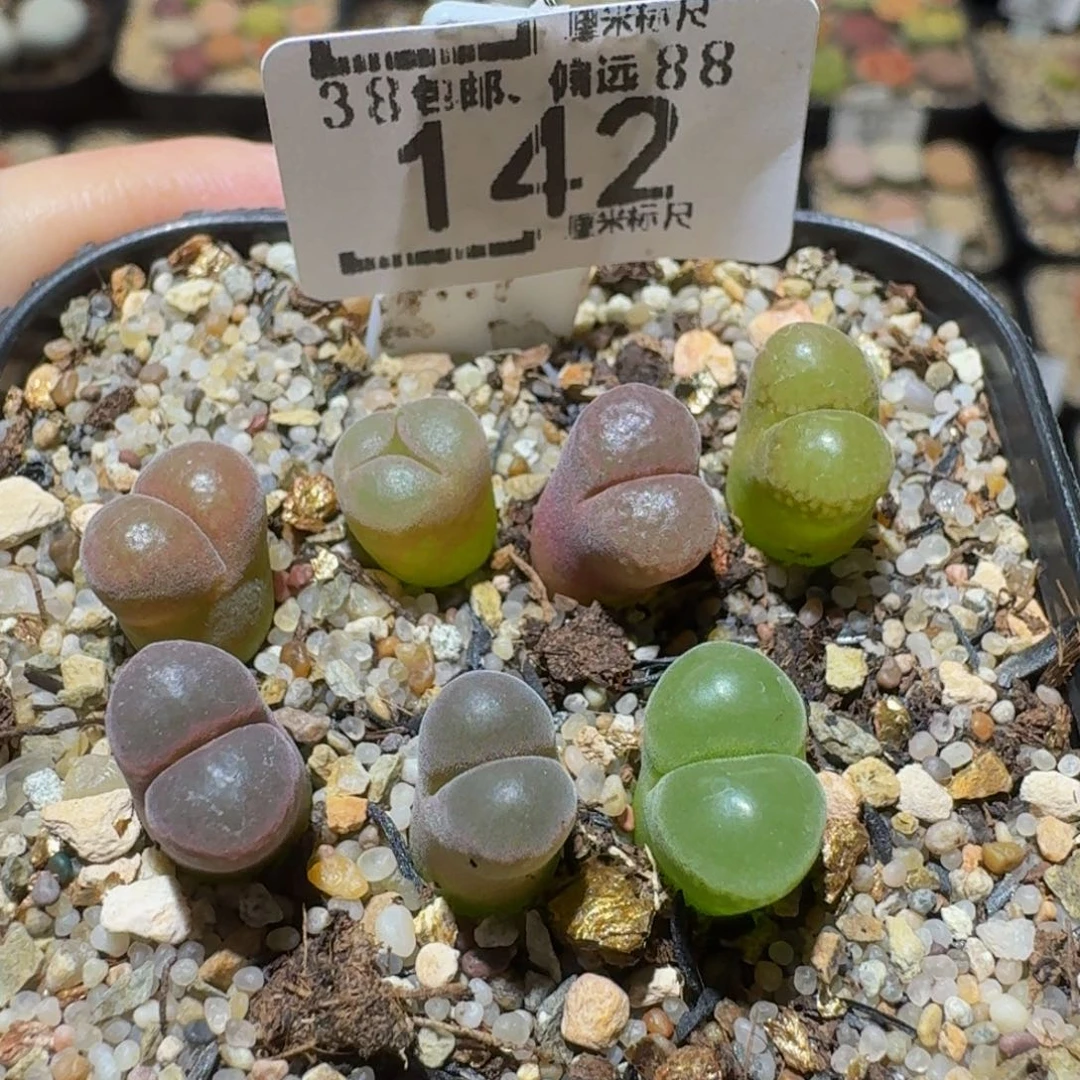 Ssss精品生石花142