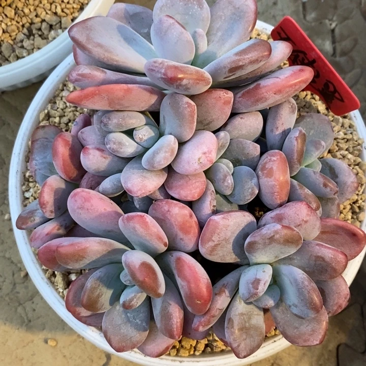 天***翼8888888888888888
