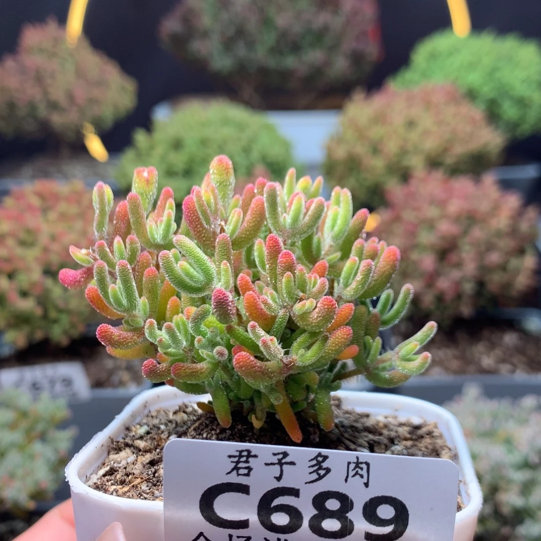 c689冰川枝干番杏