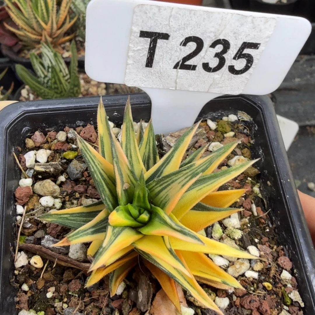 福利象牙塔锦脱土发