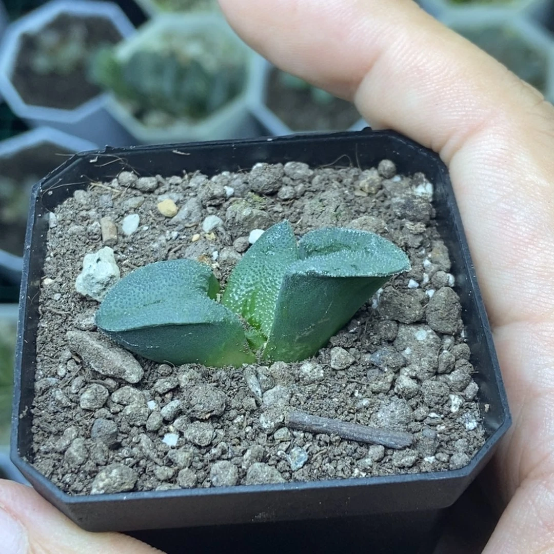 特价克一物一拍的