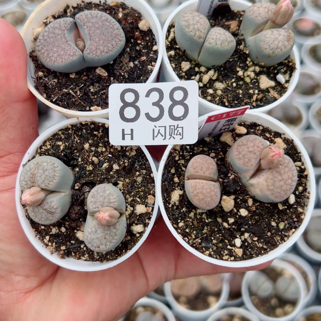 无花朵听***雾我很喜欢这个H838