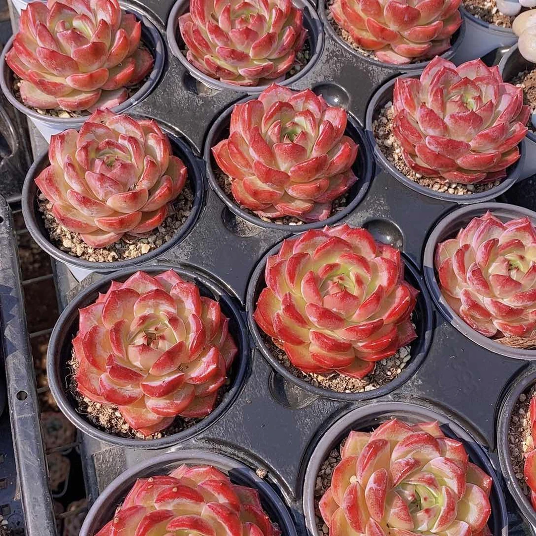 0703-2-多叶层夜魔侠单头福利一颗量拍