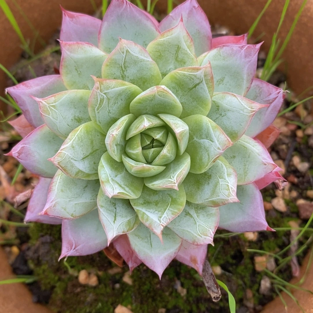 端午安康一物一拍精品_108