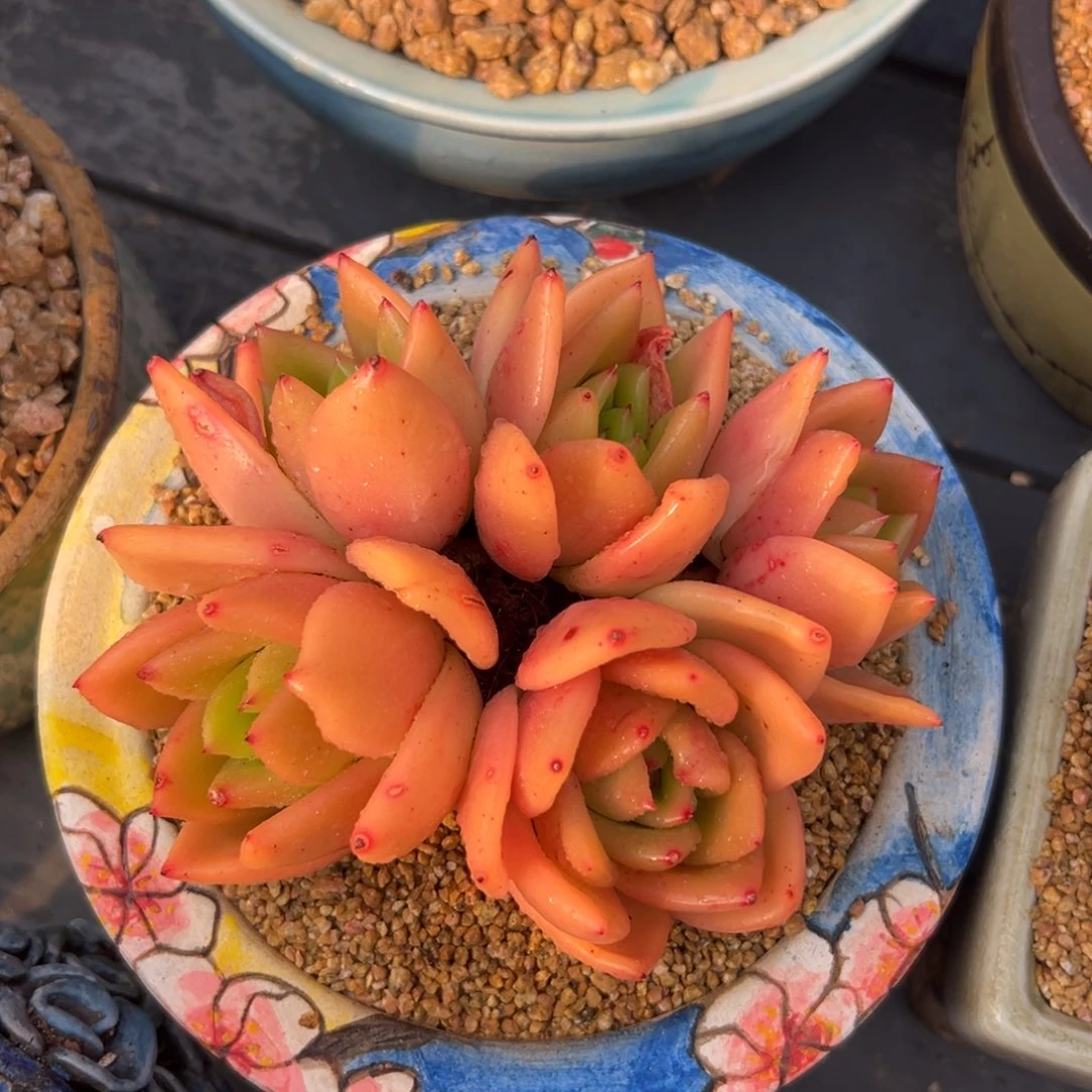 多肉一物一拍0210-1314